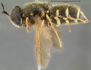 Media type: image;   Entomology 12547 Aspect: habitus lateral view